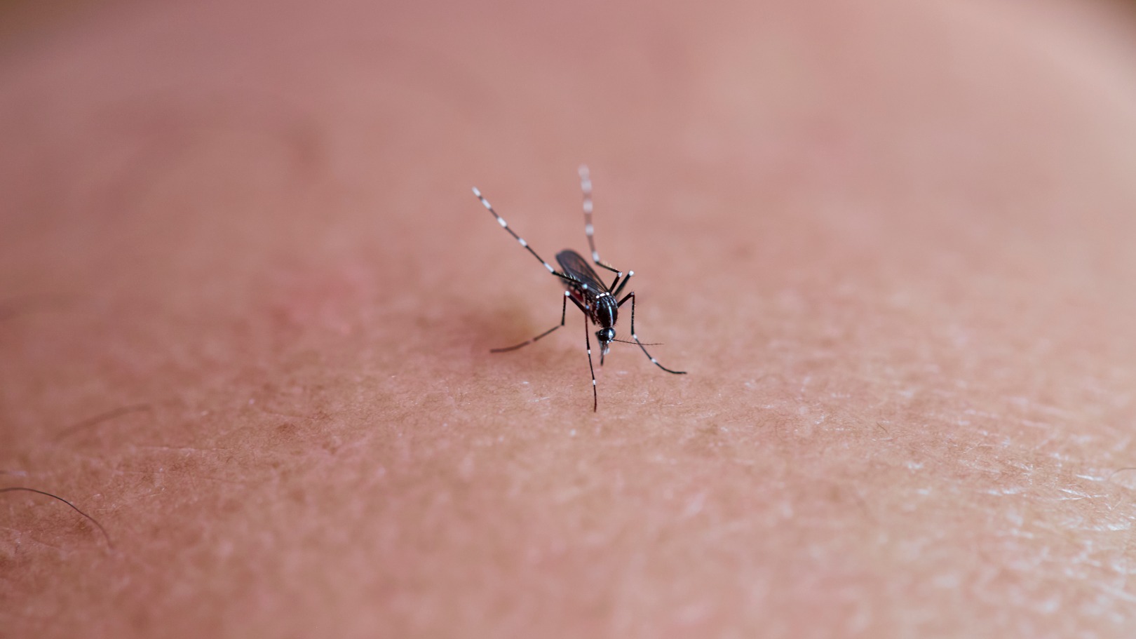 Nieuw geval van westnijlvirus in regio Amsterdam