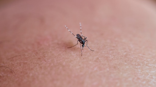 Nieuw geval van westnijlvirus in regio Amsterdam