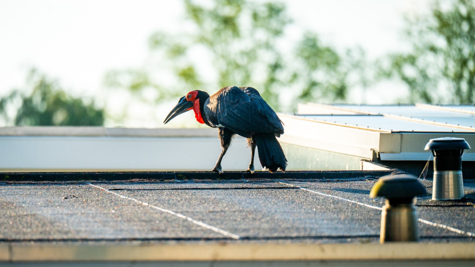 Dieren ontsnappen uit Nederlandse dierentuinen: het is nooit helemaal te voorkomen