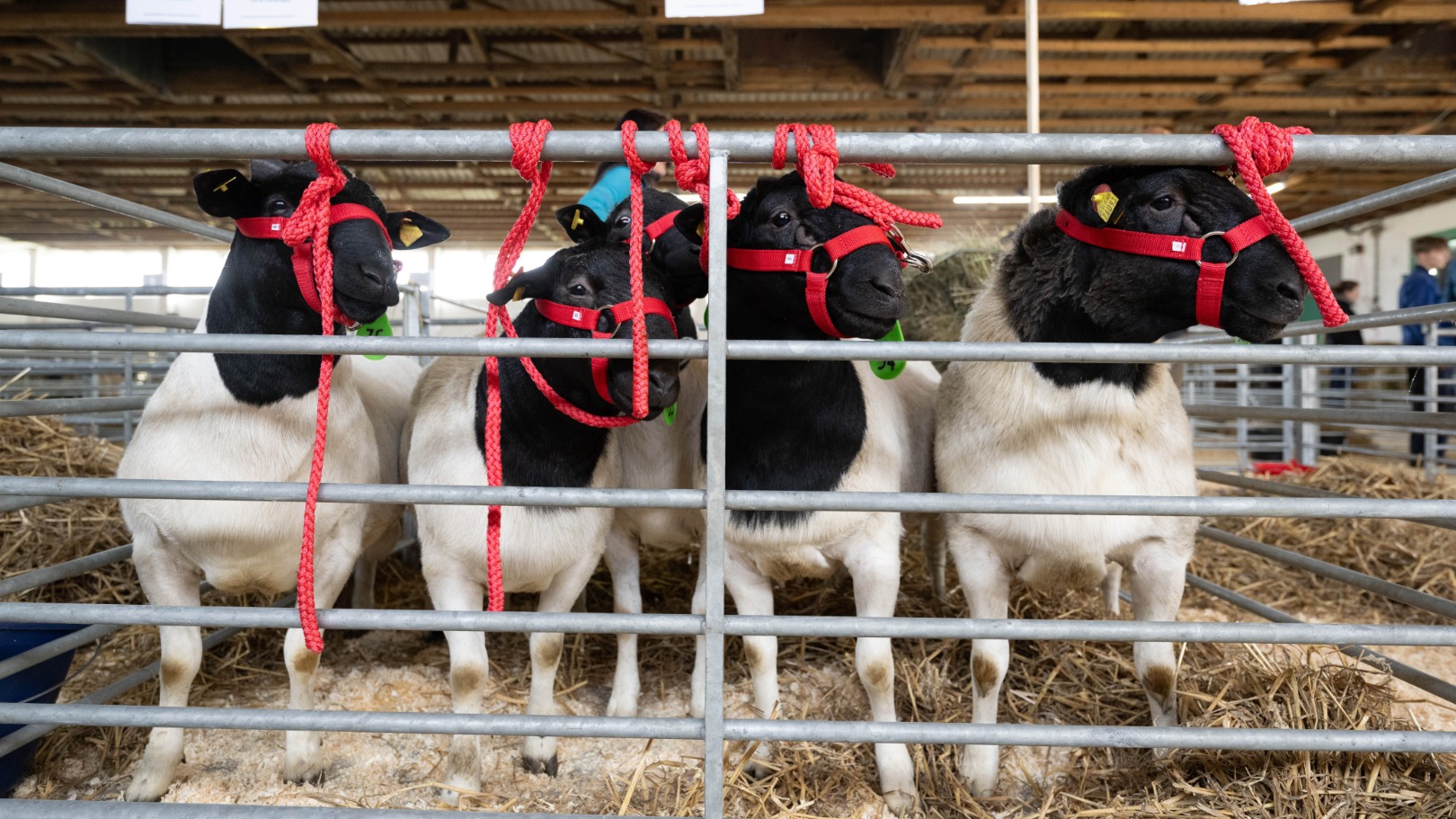5500 Australische schapen ter waarde van 1,7 miljoen dollar gestolen