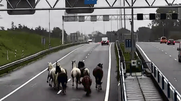 Kudde paarden zorgt voor chaos op A9, Wijkertunnel tijdelijk afgesloten