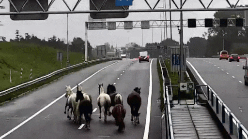 Kudde paarden zorgt voor chaos op A9, Wijkertunnel tijdelijk afgesloten