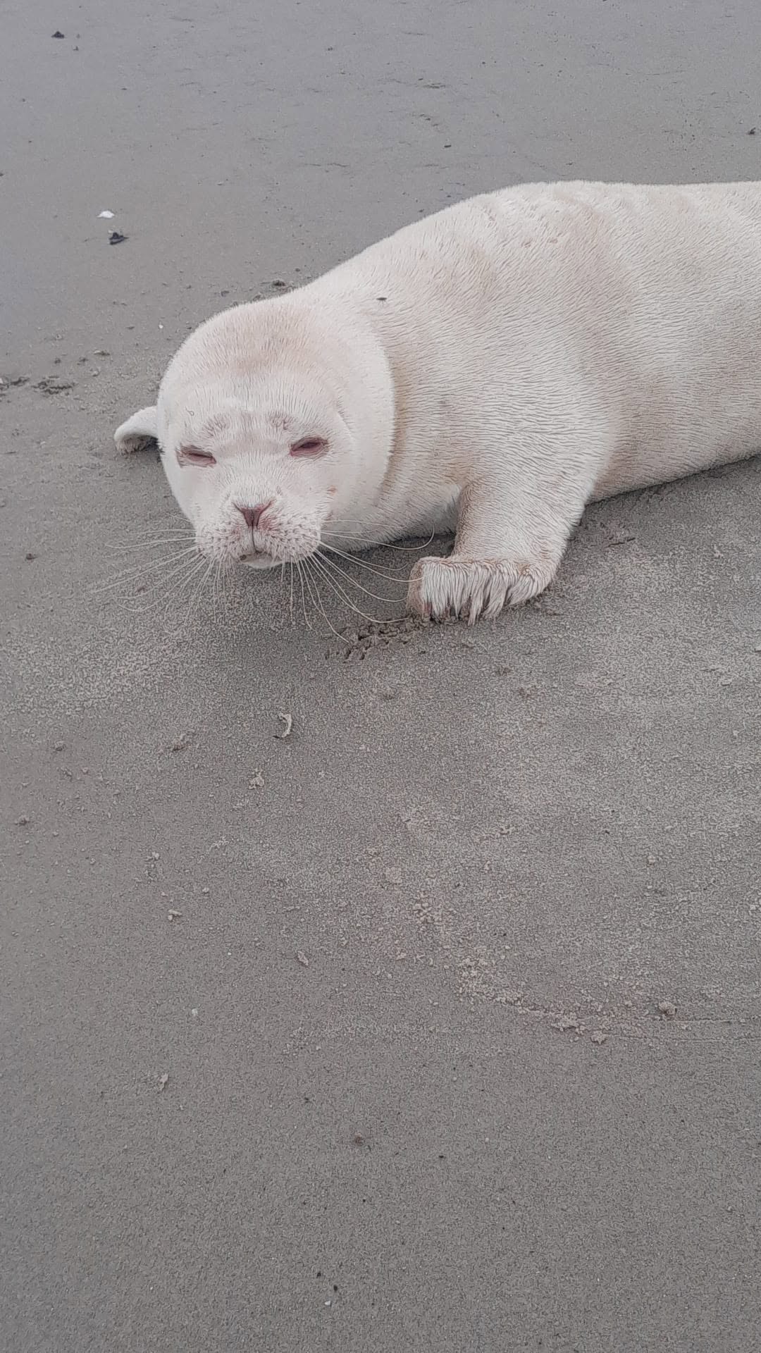 Zeldzame albinozeehond op Zeeuws strand: 'Weten overlevingskans niet'