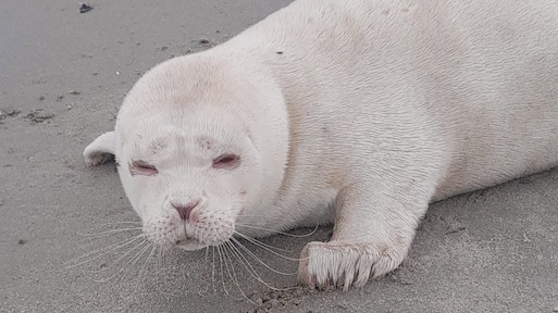 Zeldzame albinozeehond op Zeeuws strand: 'Weten overlevingskans niet'
