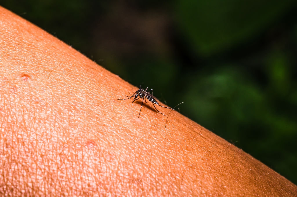 Nog een dode door westnijlvirus, inmiddels 18 besmettingen