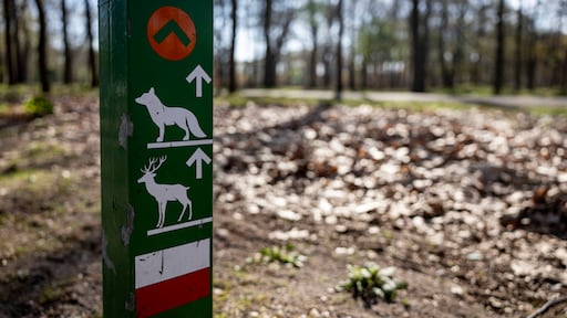 Onderzoekers mogen kooi met schapen gebruiken voor vangen wolf