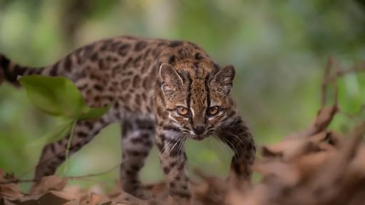 'Rare kat' blijkt nieuwe soort na DNA-onderzoek