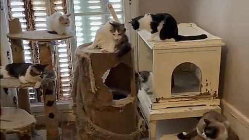 75 katten gevonden in klein appartement in Parijs: ook dode kittens in vriezer