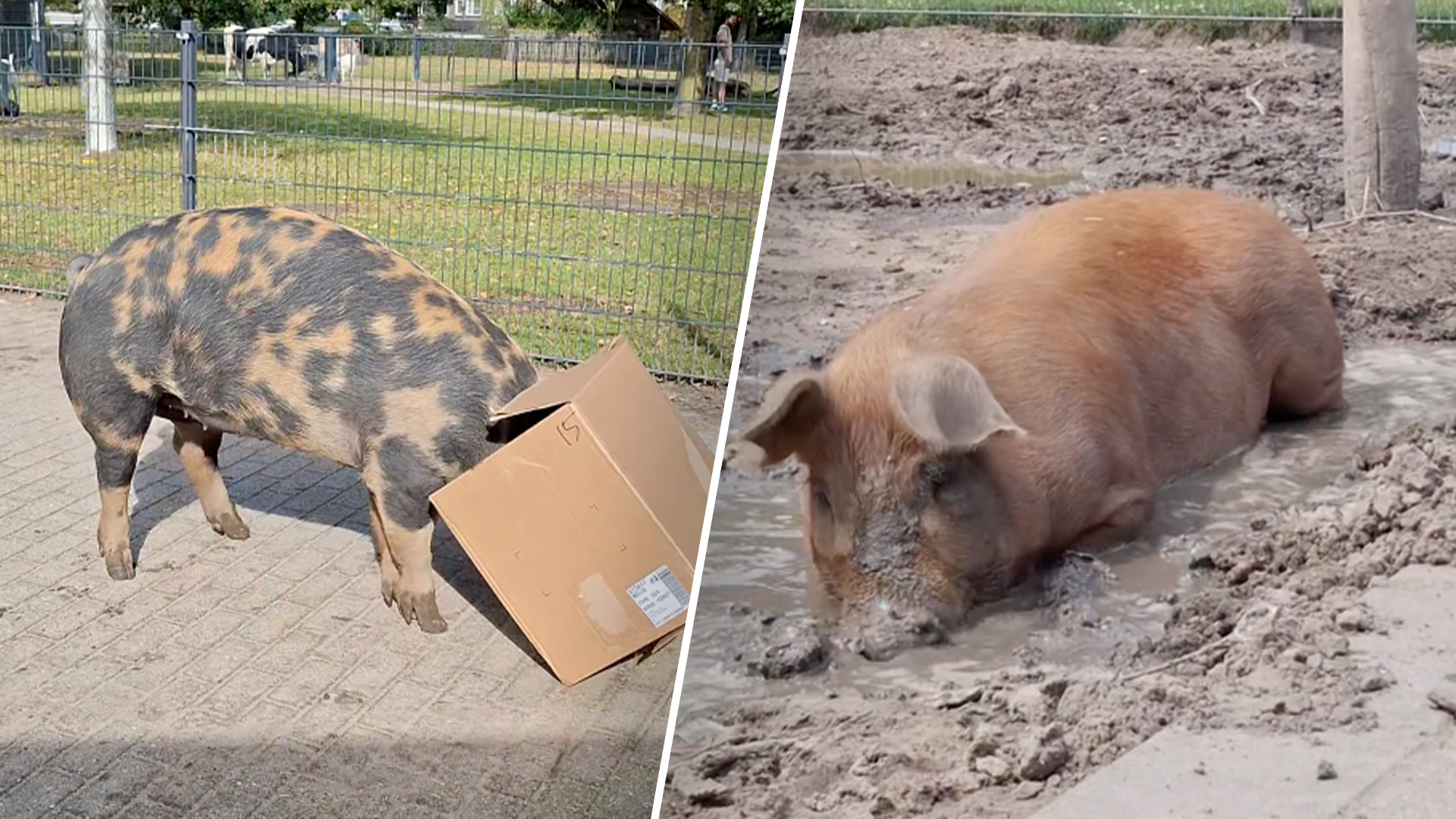 Opstand tegen slachten varkens Vos en Haas: 'Kinderen weten niet waar vlees vandaan komt'