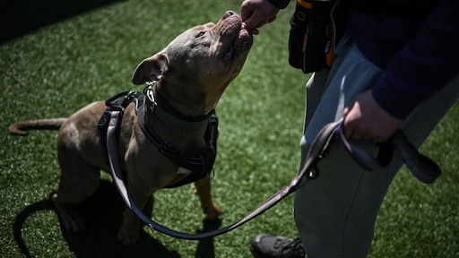 Staatssecretaris wil verplichte cursus voor baasje van bijtgrage hond