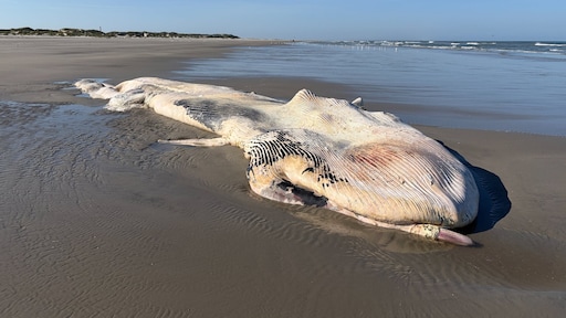 Karkas van walvis spoelt aan op strand Ameland, blijft voorlopig liggen