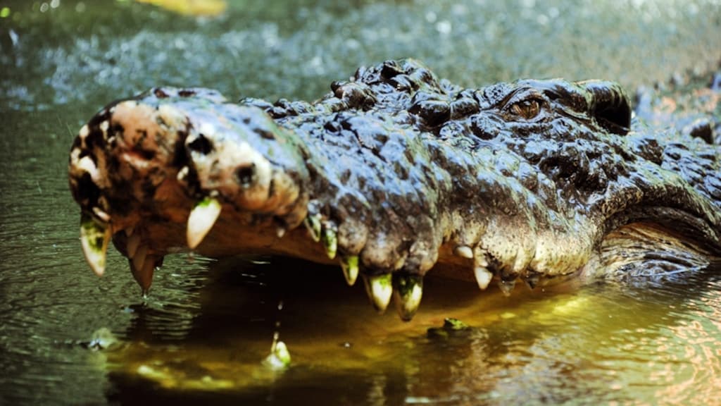 Man ontsnapt aan krokodillenaanval, hoofd al tussen kaken