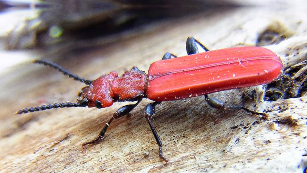 Zeldzame kever in Nederland ontdekt