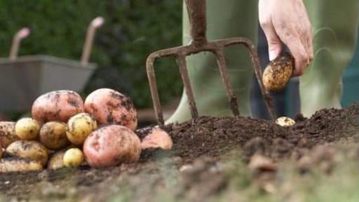 Texelse boeren willen wereld voeden met zilte aardappel