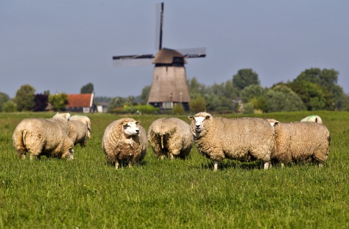 Honderd dode schapen en lammetjes op Friese boerderij