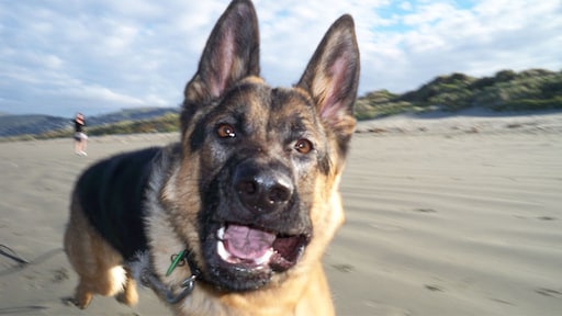 Loslopende herdershond bijt om zich heen in Biggekerke, meerdere gewonden