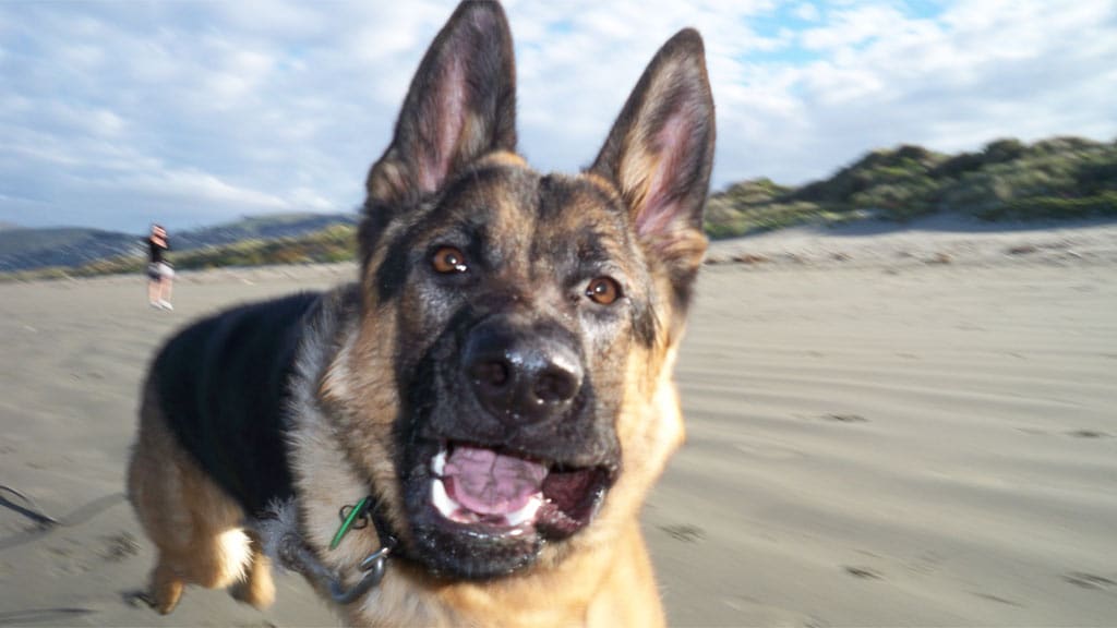 Loslopende herdershond bijt om zich heen in Biggekerke, meerdere gewonden