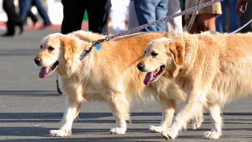 De 5 spelregels van... de hond uitlaten