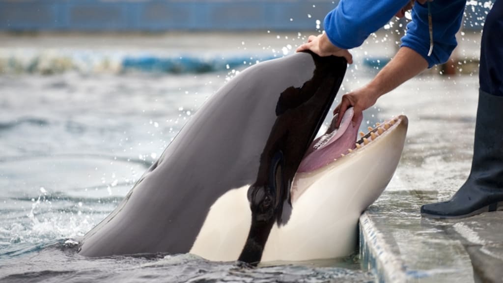 Raad van State vindt verhuizing orka Morgan naar Tenerife in orde
