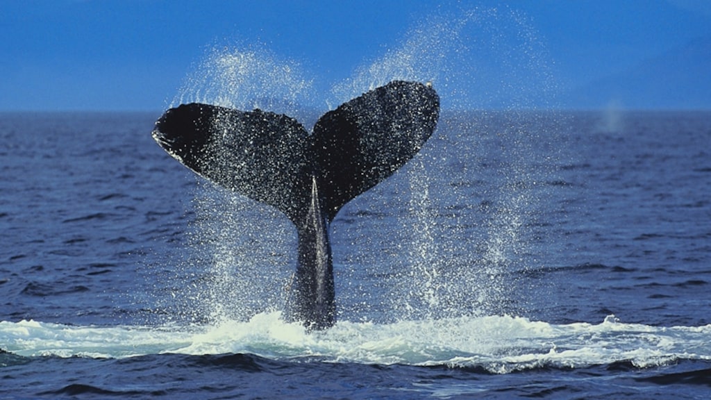 Japan gaat opnieuw op walvissen jagen