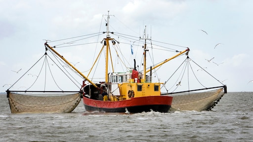 Hier moet je op letten als je vis koopt