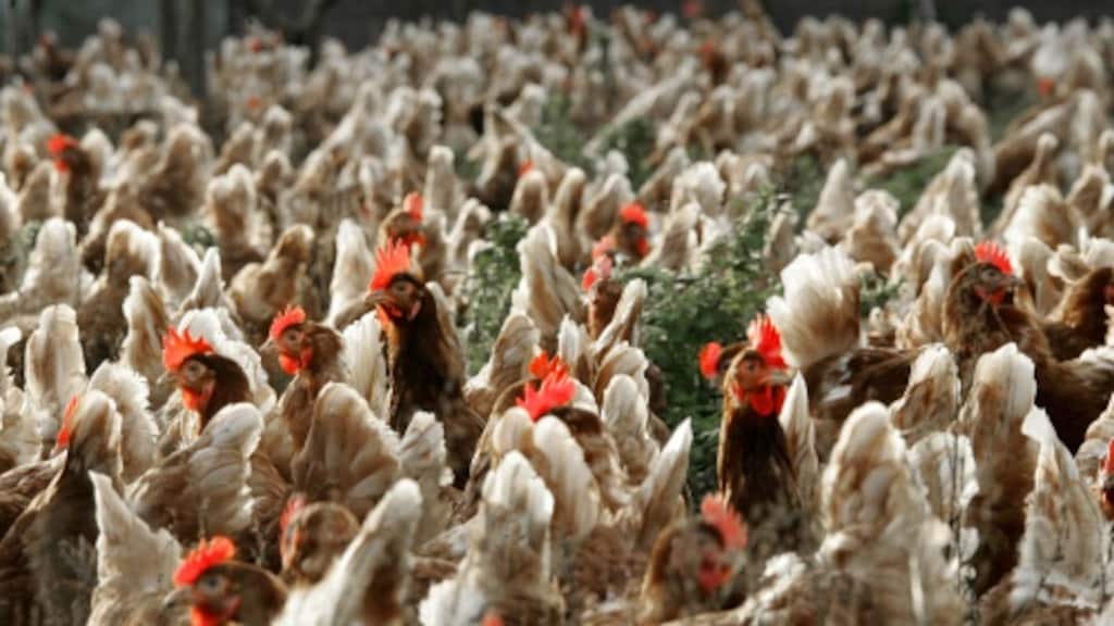 Vogelgriepmaatregelen verder versoepeld