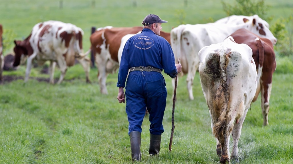 Boeren uitkopen tegen stikstofprobleem is nog niet zo makkelijk