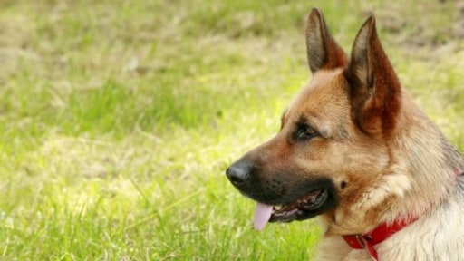 Dierenbeul mag straks 10 jaar geen beesten houden