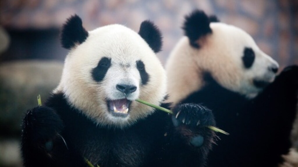 'Prehistorische mens peuzelde panda's op'