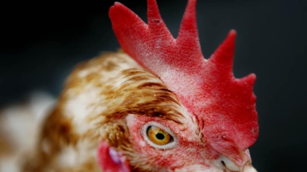 Nederland pakt 'wereldprimeur' met vaccinaties tegen vogelgriep: 'Jaren naar uitgekeken'