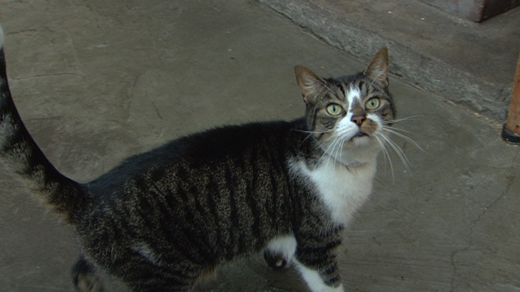 Als het aan de kat lag, kocht ze.... | RTL Nieuws | RTL.nl