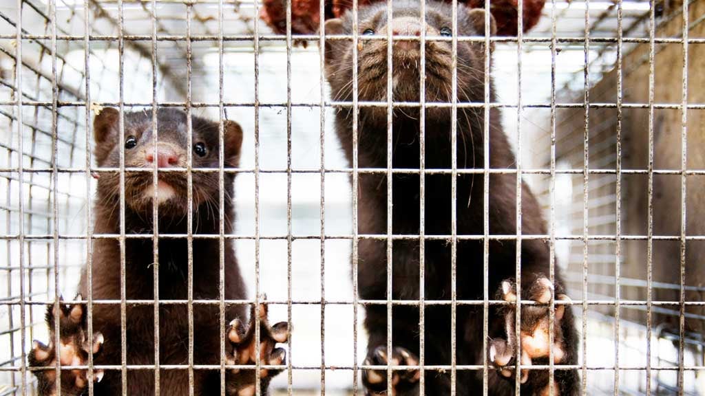 Man besmet met corona door nerts 'zou wereldwijd voor het eerst zijn'