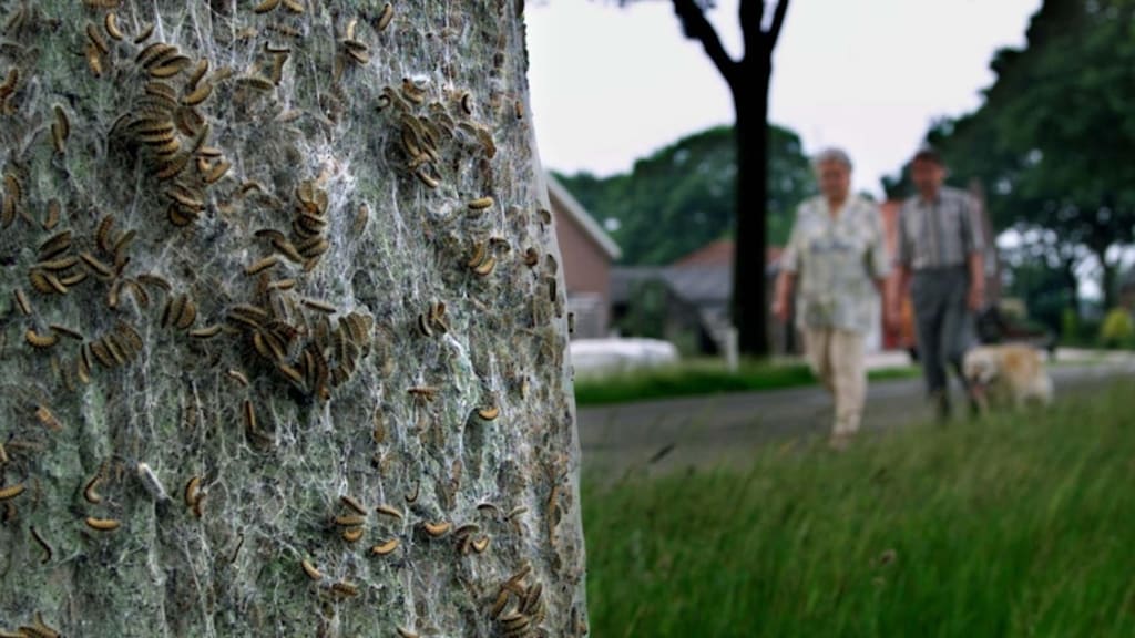 Föhnen of een kledingroller, helpt het tegen de jeuk van de eikenprocessierups?