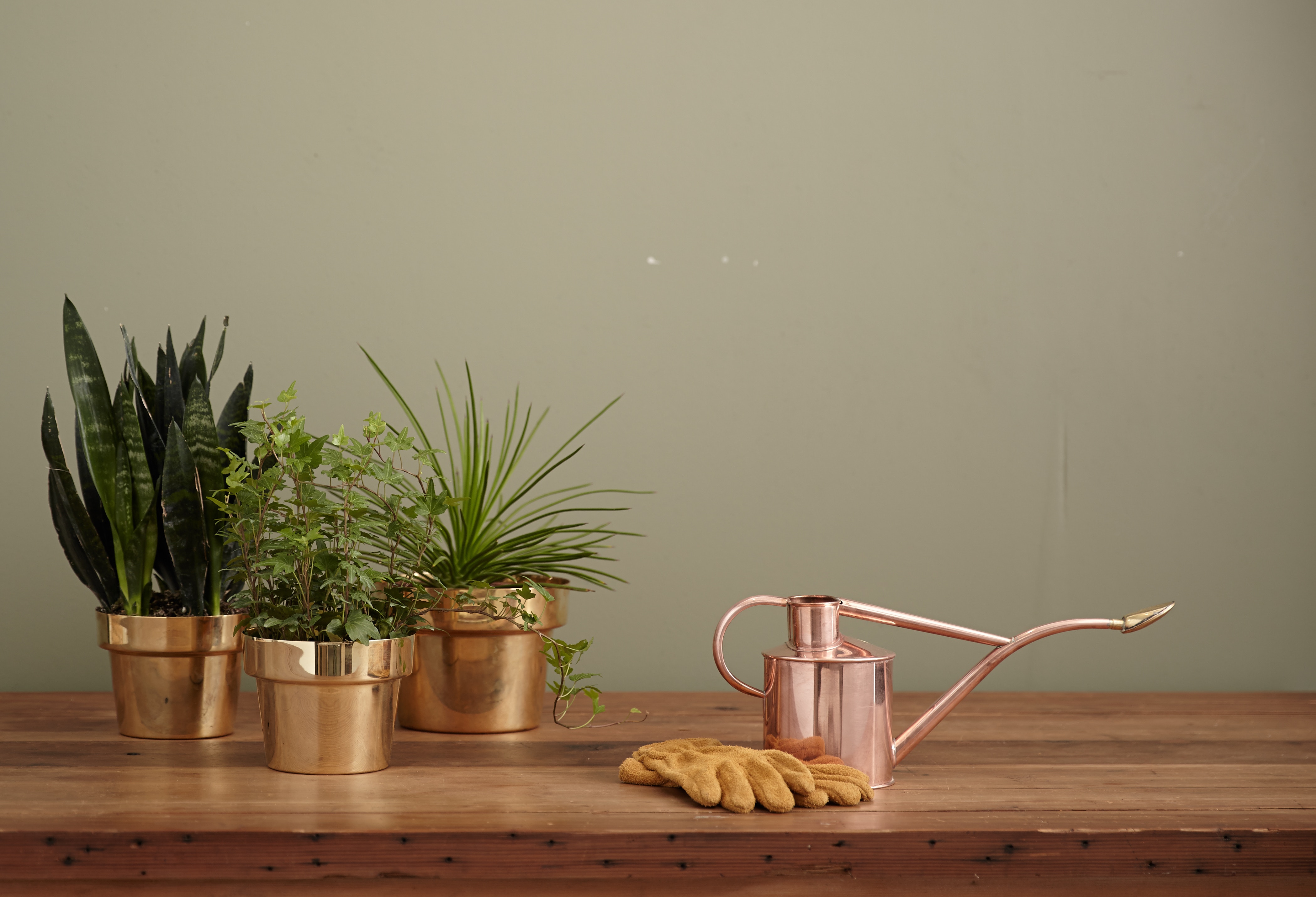 Is jouw huis echt schoon? Dit is waarom je kamerplanten moet afstoffen