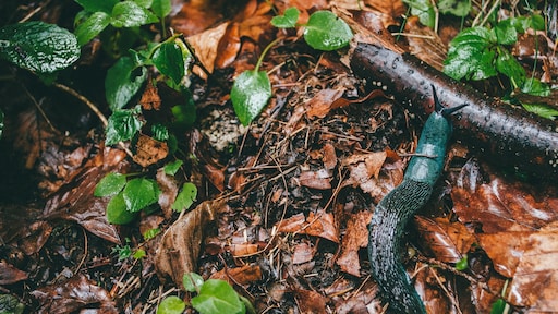 Deze plant is de reden dat je naaktslakken in je tuin hebt