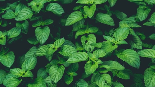 Deze plant laat fruitvliegjes en andere insecten als sneeuw voor de zon verdwijnen