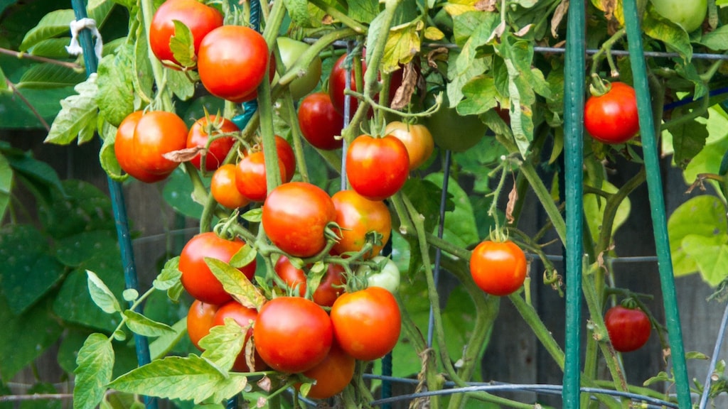 Te hoog risico op parkinson: 'Controle op bestrijdingsmiddelen moet beter'
