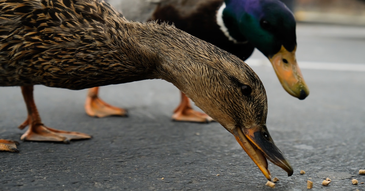 Dit is waarom je eenden beter geen brood kunt voeren (en wat je ze wel