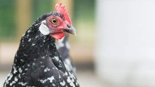 Voedingscentrum waarschuwt voor eieren hobbykip om PFAS