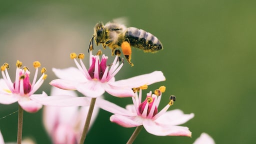 'Stop met gif dat bijen doodt': miljoen handtekeningen voor burgerinitiatief