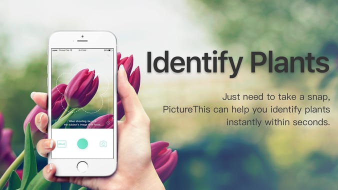 Deze 5 handige apps helpen je om planten te herkennen én verzorgen