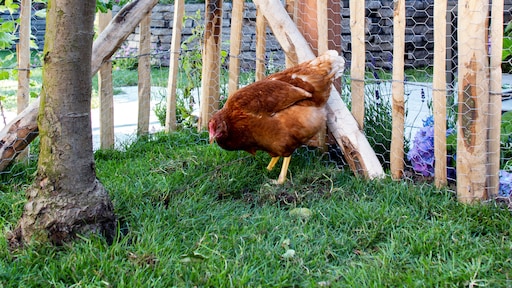 Pijnlijk maar waar: hoe meer kippen buiten scharrelen, hoe meer PFAS in de eieren