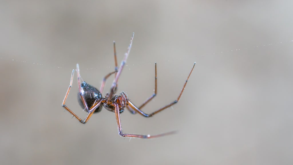 Gruwel je van spinnen? Deze plant jaagt ze uit je huis