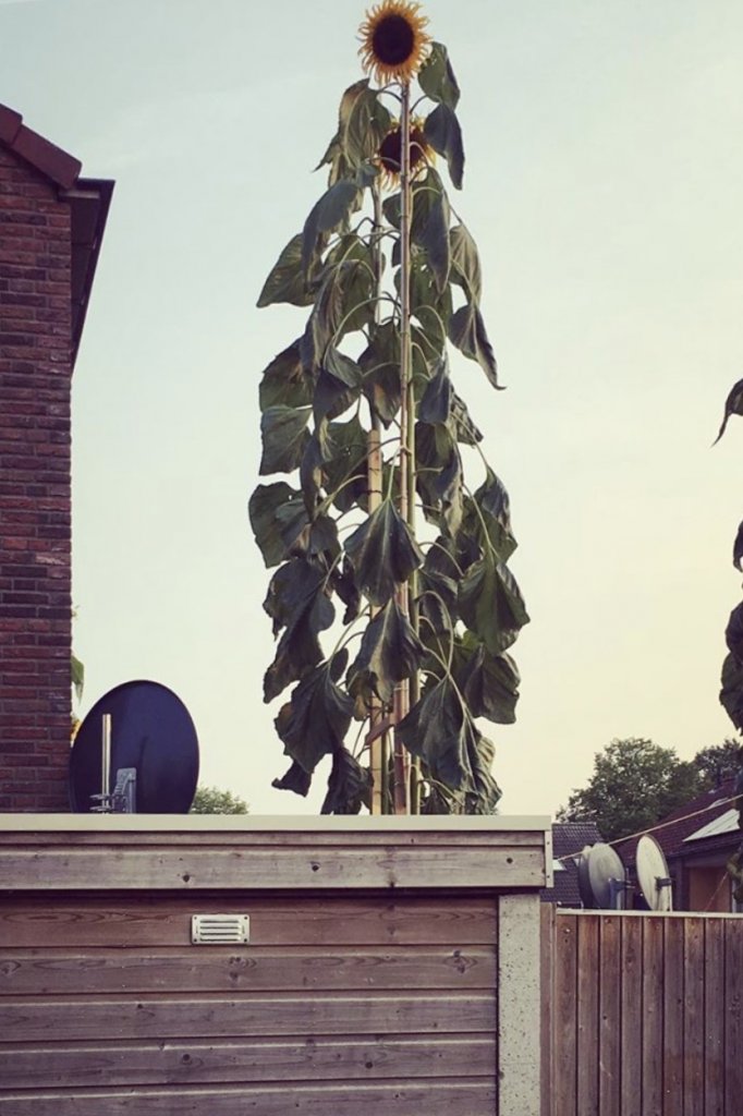 Hoe groot kan een zonnebloem worden?